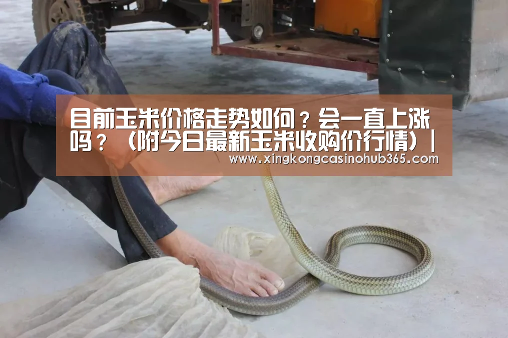 目前玉米价格走势如何?会一直上涨吗?(附今日最新玉米收购价行情)|星空竞猜(图1) 星空竞猜